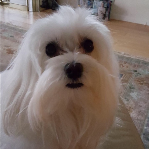 Meet your Posher, Julie - Picture 1 of 1